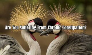 Are You Suffering From Chronic Constipation?